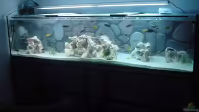 Becken 2167 von Pierre Steinbach