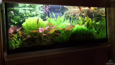 Becken 2168 von Johann Fellner