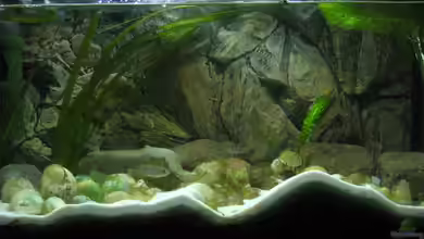 Becken 2181 von Carsten Ziß