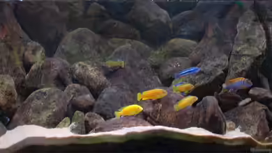 Becken 2188 von Tilo Schmiedl