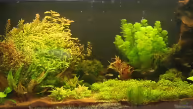 Becken 21928 von mikkel