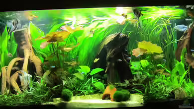 Becken 21964 von Mieze2010