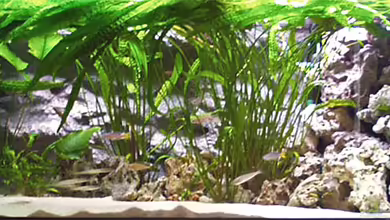 Becken 2201 von Peter Michaelis