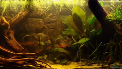 Becken 22157 von Pülschi 87