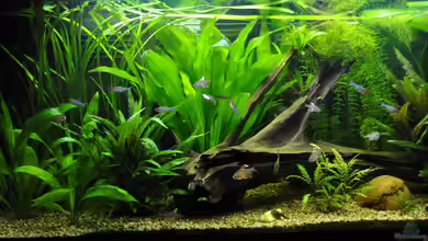 Becken 22174 von Digrisch