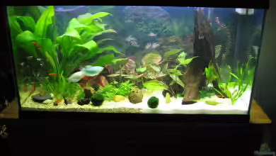 Becken 2225 von Thorsten Elbert