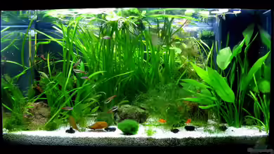 Becken 22278 von Stefan Peter