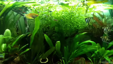 Becken 22321 von Thorsten Höh