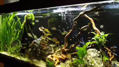 Becken 22338 von Kirschfleckjäger