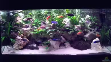 Becken 2238 von Melli Hahn