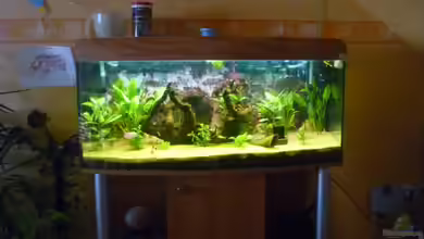 Becken 22387 von Lars Gumpricht