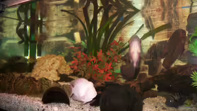 Becken 22424 von fischmutti