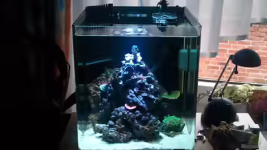 Becken 22508 von Dirk Schäfer