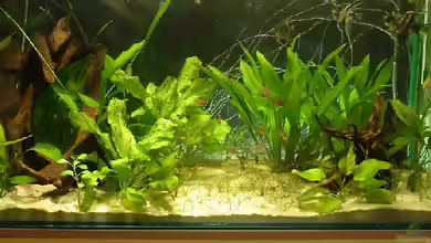 Becken 2253 von Susanne Gillig