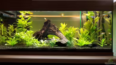 Becken 22577 von buratz