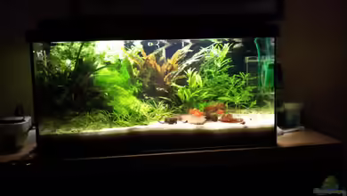 Becken 22586 (nicht mehr aktuell) von janemann