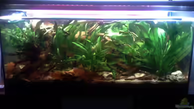 Becken 22641 von pic-mac