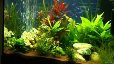 Becken 22703 von seegeist