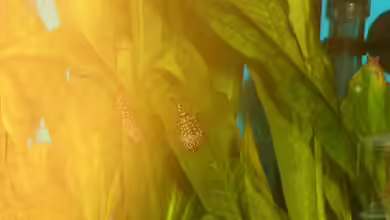 Becken 2271 von Christian Funke