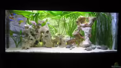 Becken 2273 von Tobinhio