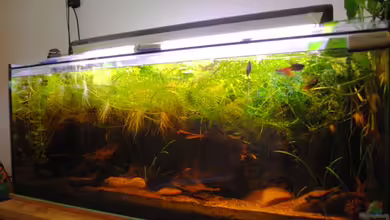 Becken 22788 Indischer Strassengraben von holzmichel