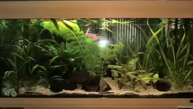 Becken 22830 von EricOo