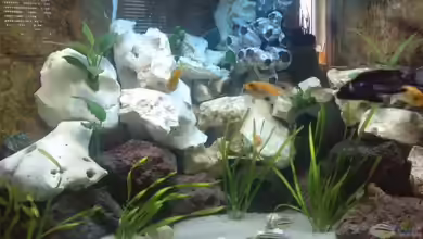 Becken 22832 von Christian P.