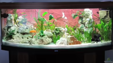 Becken 22922 von Andreas Novak