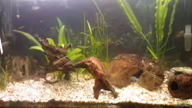 Becken 22967 von mischling12