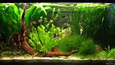 Becken 2297 von Claudia Knops