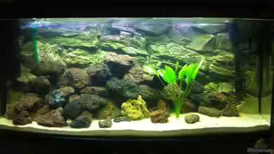 Becken 23037 von Patrick S.