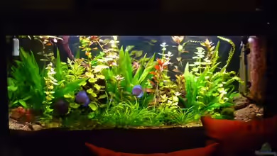 Becken 23059 von dirkvader71