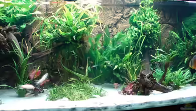 Becken 2310 von Thomas Graf