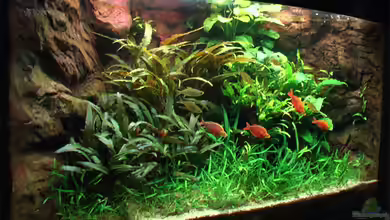 Becken 2316 von Tilo Schmiedl