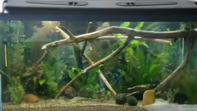 Becken 23166 von Dal3838