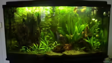 Becken 23229 von ~Südamerika~