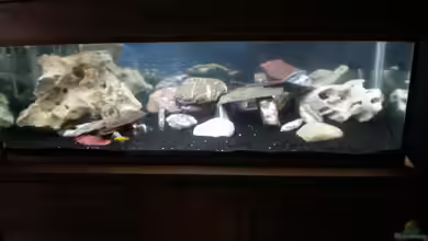 Becken 23266 von malawi trichter