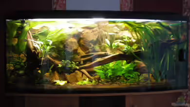 Becken 23302 von Falk Bellmann