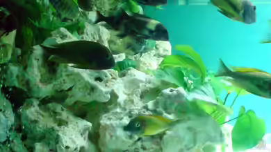 Becken 2335 von Daniel Mechsner