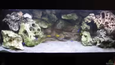 Becken 2351 von Peter Seifert