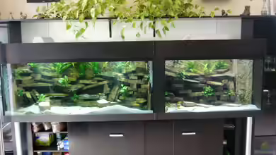 Becken 23533 von Jedy