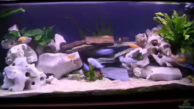 Becken 2374 von Thomas Neuhaus