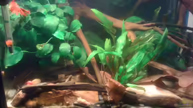 Becken 23787 von pic-mac