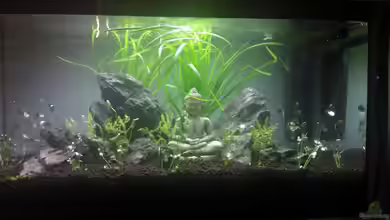 Becken 23944 von Georg1983