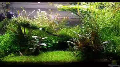 Becken 23947 von Konzi