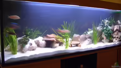 Becken 2422 von Dominik Losinzky