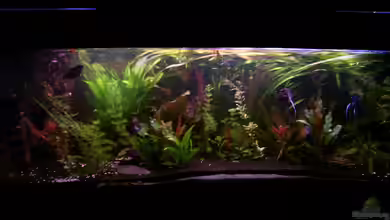 Becken 2424 von Patrick Ostländer