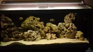 Becken 243 von Matthias Knittel