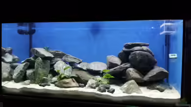 Becken 24337 von Silvio25