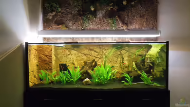 Becken 24341 - wird überarbeitet von Aldigauss